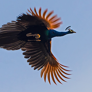 Keoladeo - Flying peacock